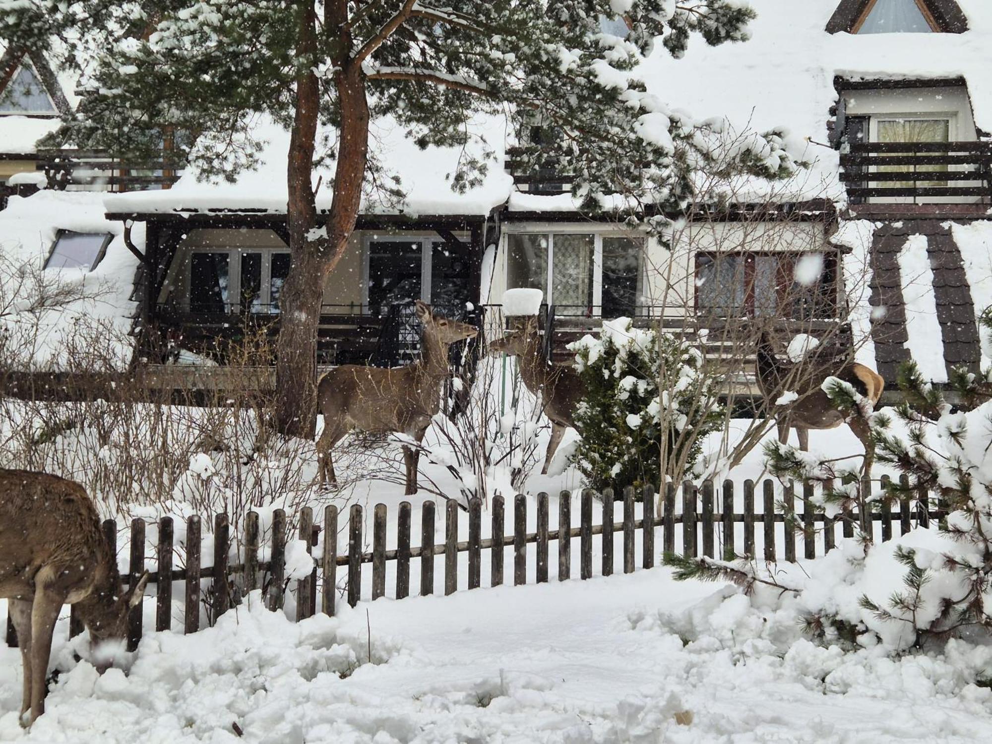 Apartament Wokol Stolu Zakopane Buitenkant foto