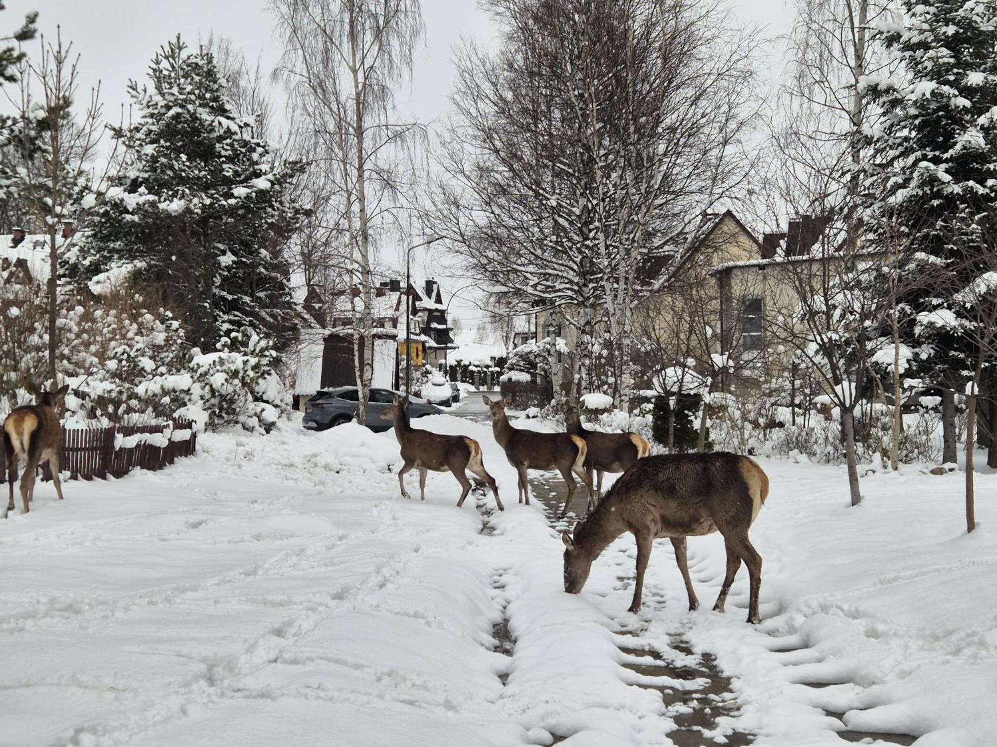 Apartament Wokol Stolu Zakopane Buitenkant foto